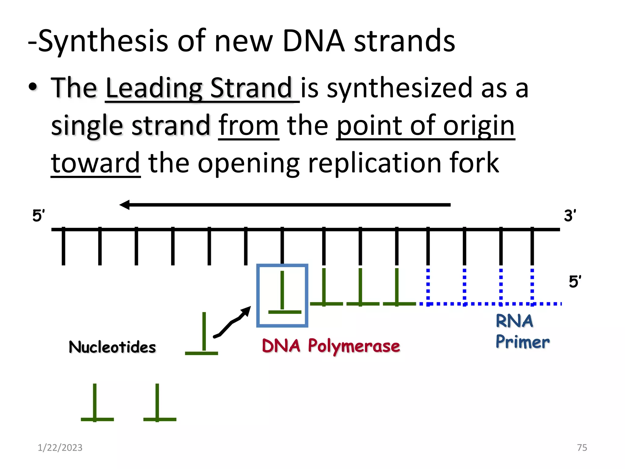 -Synthesis of new DNA strands
• The Leading Strand is synthesized as a
single strand from the point of origin
toward the opening replication fork
1/22/2023 75
RNA
Primer
DNA Polymerase
Nucleotides
3’
5’
5’
 