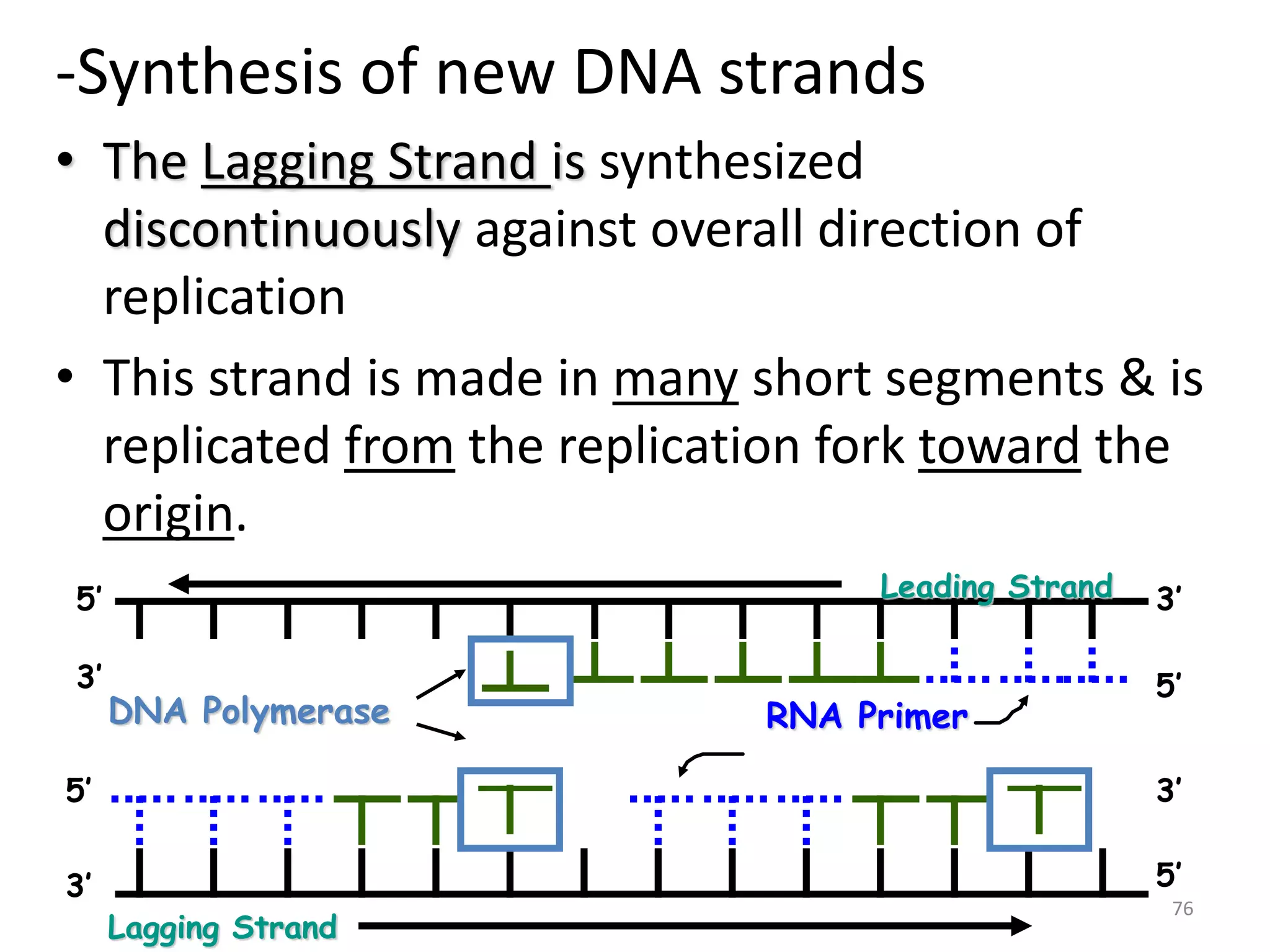 -Synthesis of new DNA strands
• The Lagging Strand is synthesized
discontinuously against overall direction of
replication
• This strand is made in many short segments & is
replicated from the replication fork toward the
origin.
76
RNA Primer
Leading Strand
DNA Polymerase
5’
5’
3’
3’
Lagging Strand
5’
5’
3’
3’
 