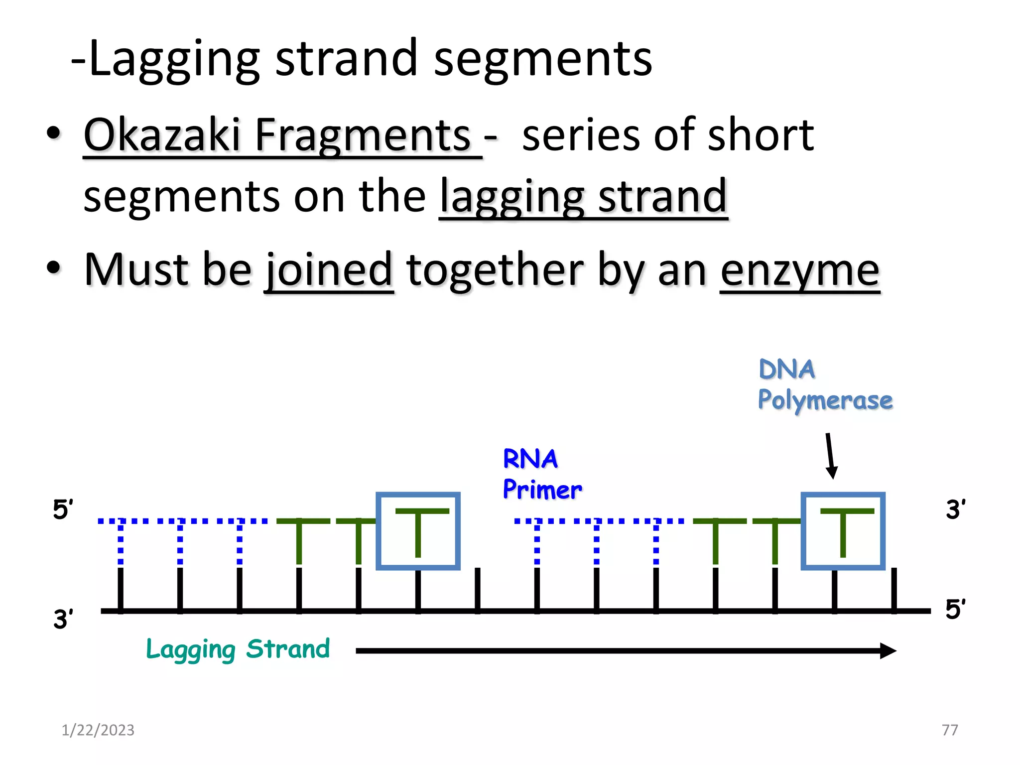 -Lagging strand segments
• Okazaki Fragments - series of short
segments on the lagging strand
• Must be joined together by an enzyme
1/22/2023 77
Lagging Strand
RNA
Primer
DNA
Polymerase
3’
3’
5’
5’
 