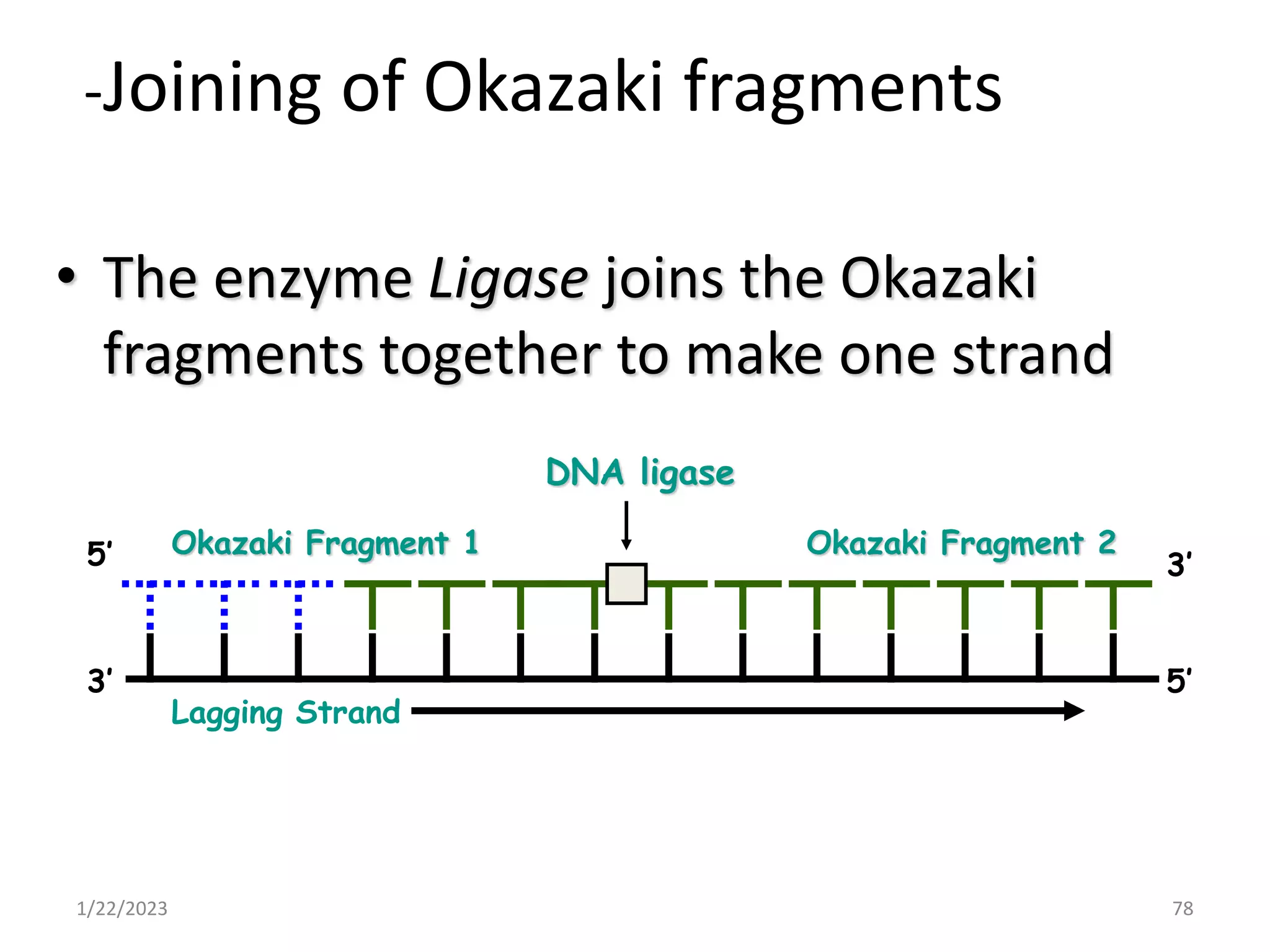-Joining of Okazaki fragments
• The enzyme Ligase joins the Okazaki
fragments together to make one strand
1/22/2023 78
Lagging Strand
Okazaki Fragment 2
DNA ligase
Okazaki Fragment 1
5’
5’
3’
3’
 