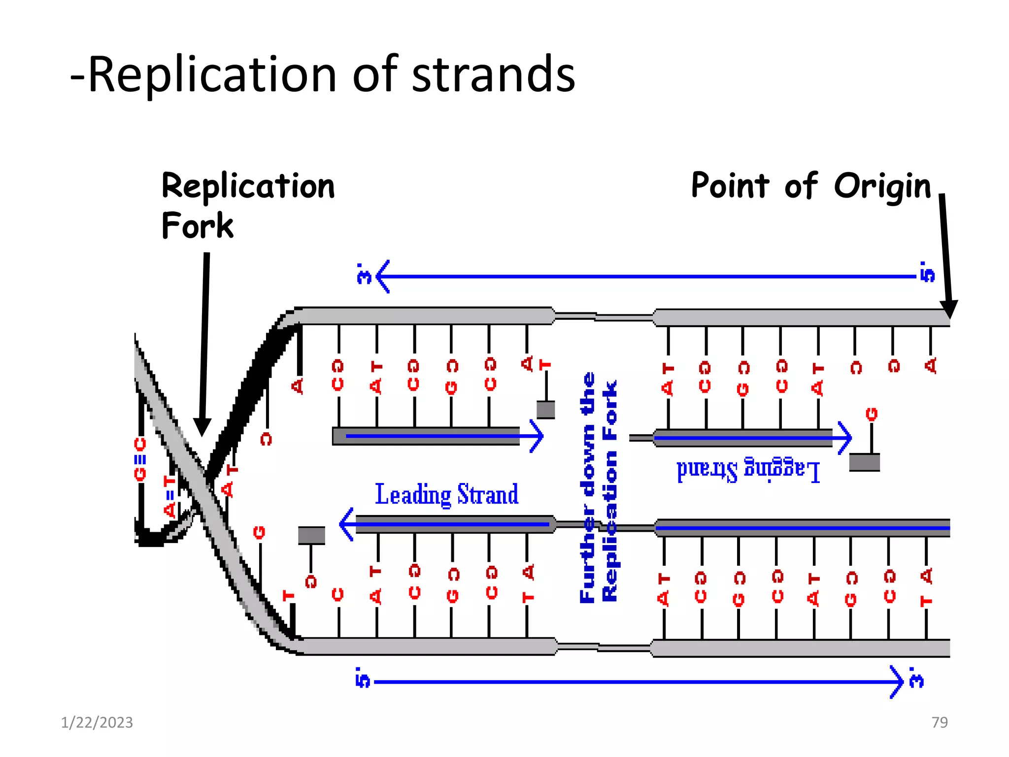 -Replication of strands
1/22/2023 79
Replication
Fork
Point of Origin
 
