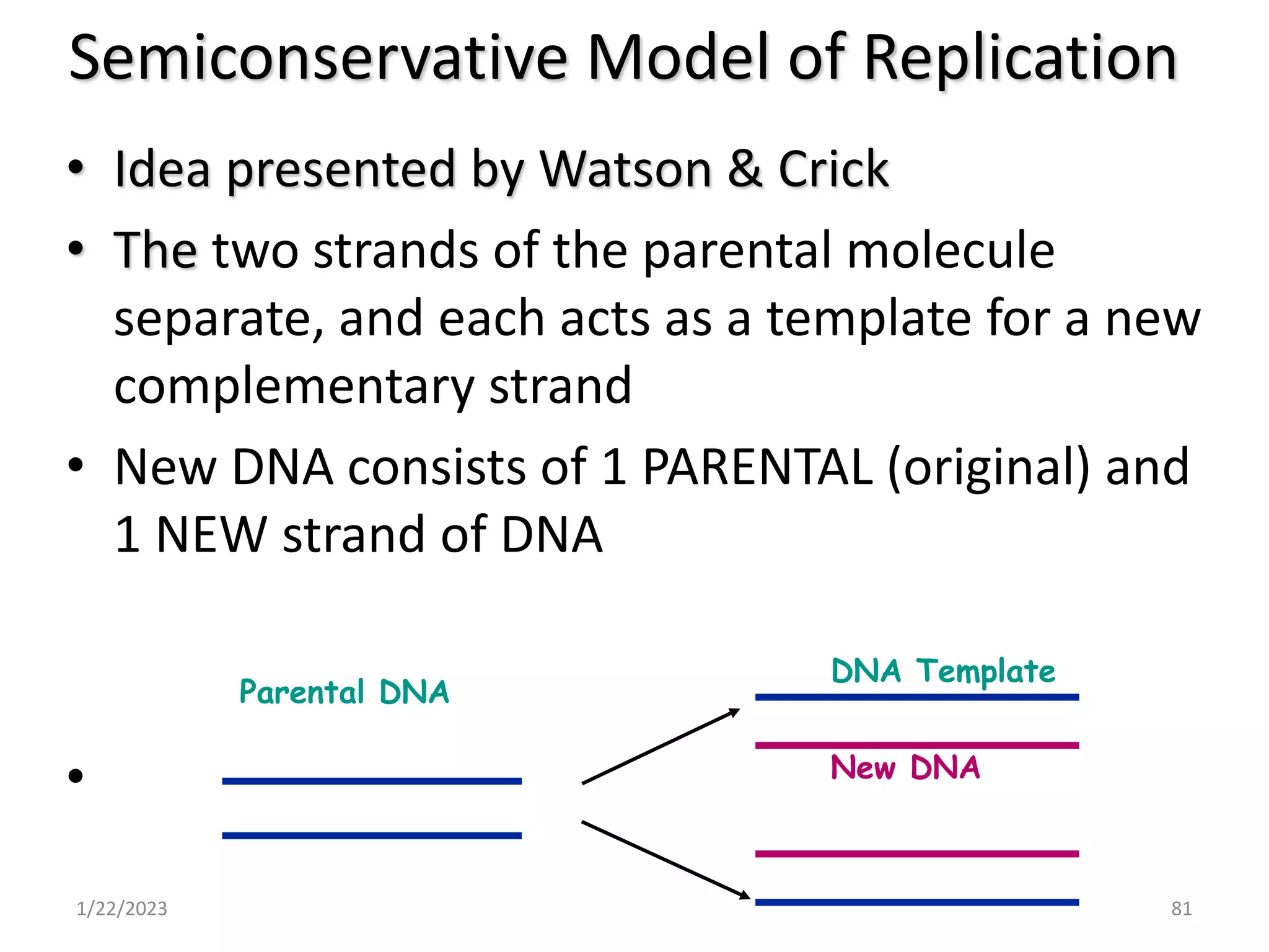 Semiconservative Model of Replication
• Idea presented by Watson & Crick
• The two strands of the parental molecule
separate, and each acts as a template for a new
complementary strand
• New DNA consists of 1 PARENTAL (original) and
1 NEW strand of DNA
•
1/22/2023 81
Parental DNA
DNA Template
New DNA
 