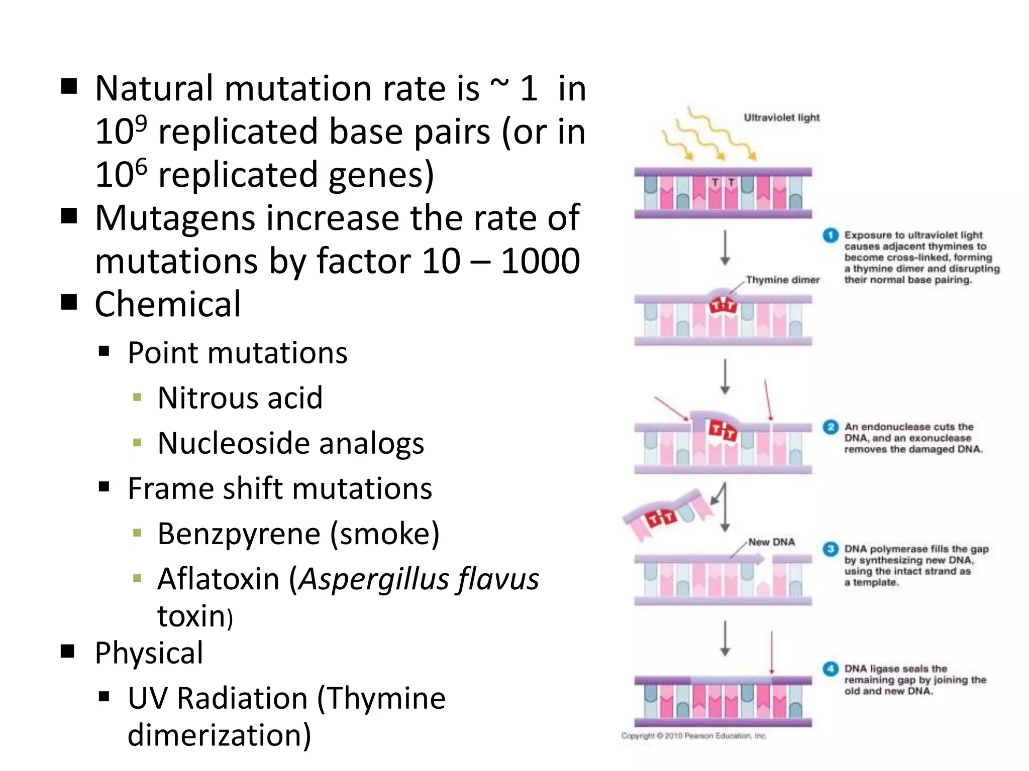  Natural mutation rate is ~ 1 in
109 replicated base pairs (or in
106 replicated genes)
 Mutagens increase the rate of
mutations by factor 10 – 1000
 Chemical
 Point mutations
▪ Nitrous acid
▪ Nucleoside analogs
 Frame shift mutations
▪ Benzpyrene (smoke)
▪ Aflatoxin (Aspergillus flavus
toxin)
 Physical
 UV Radiation (Thymine
dimerization) 87
 
