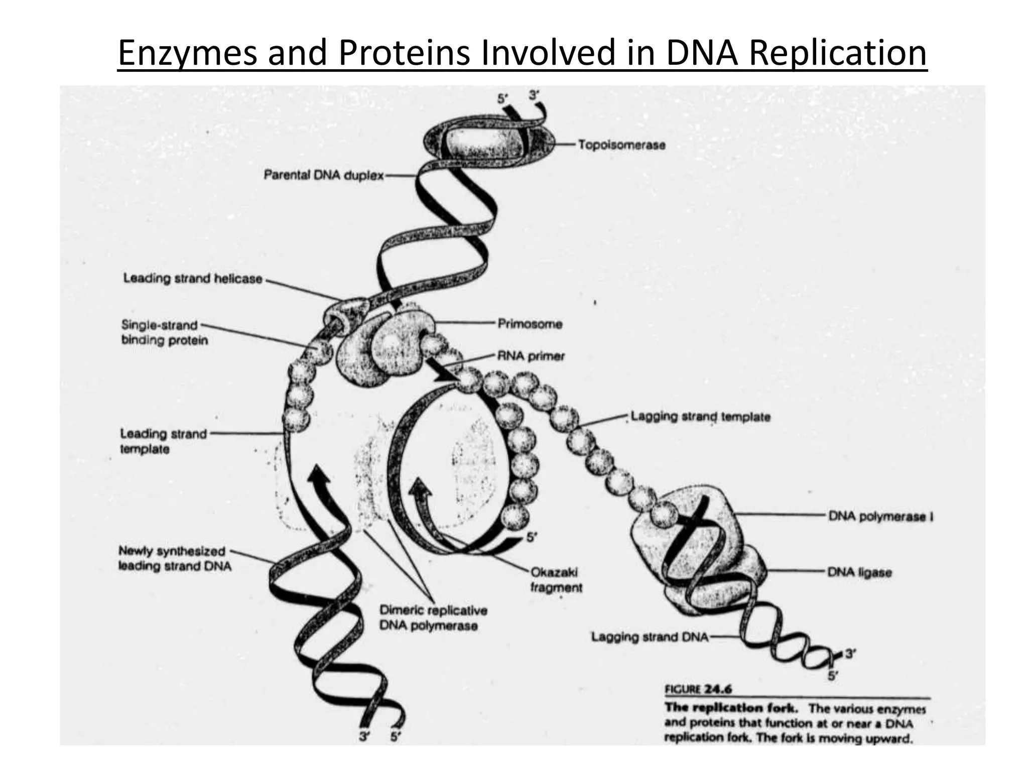 Enzymes and Proteins Involved in DNA Replication
1/22/2023 89
 