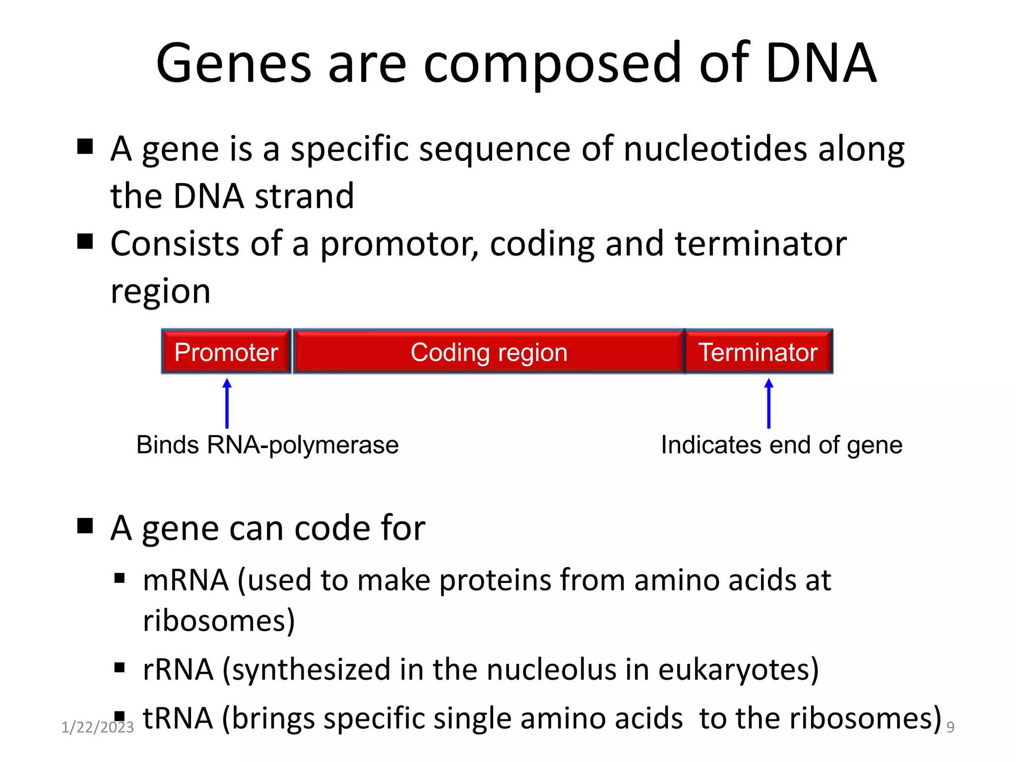 Genes are composed of DNA
 A gene is a specific sequence of nucleotides along
the DNA strand
 Consists of a promotor, coding and terminator
region
 A gene can code for
 mRNA (used to make proteins from amino acids at
ribosomes)
 rRNA (synthesized in the nucleolus in eukaryotes)
 tRNA (brings specific single amino acids to the ribosomes)
1/22/2023 9
Binds RNA-polymerase Indicates end of gene
Promoter Terminator
Coding region
 