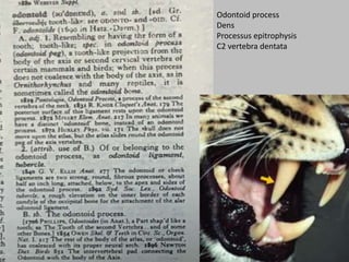 Odontoid process
Dens
Processus epitrophysis
C2 vertebra dentata
 
