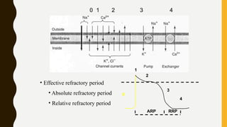 The drugs used to treat arrhythmia (anti arrhythmic drugs) | PPTX