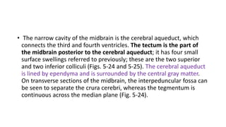 • The narrow cavity of the midbrain is the cerebral aqueduct, which
connects the third and fourth ventricles. The tectum is the part of
the midbrain posterior to the cerebral aqueduct; it has four small
surface swellings referred to previously; these are the two superior
and two inferior colliculi (Figs. 5-24 and 5-25). The cerebral aqueduct
is lined by ependyma and is surrounded by the central gray matter.
On transverse sections of the midbrain, the interpeduncular fossa can
be seen to separate the crura cerebri, whereas the tegmentum is
continuous across the median plane (Fig. 5-24).
 