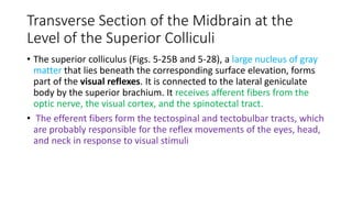 Transverse Section of the Midbrain at the
Level of the Superior Colliculi
• The superior colliculus (Figs. 5-25B and 5-28), a large nucleus of gray
matter that lies beneath the corresponding surface elevation, forms
part of the visual reflexes. It is connected to the lateral geniculate
body by the superior brachium. It receives afferent fibers from the
optic nerve, the visual cortex, and the spinotectal tract.
• The efferent fibers form the tectospinal and tectobulbar tracts, which
are probably responsible for the reflex movements of the eyes, head,
and neck in response to visual stimuli
 