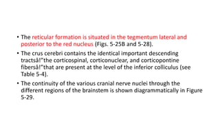 • The reticular formation is situated in the tegmentum lateral and
posterior to the red nucleus (Figs. 5-25B and 5-28).
• The crus cerebri contains the identical important descending
tractsâ!”the corticospinal, corticonuclear, and corticopontine
fibersâ!”that are present at the level of the inferior colliculus (see
Table 5-4).
• The continuity of the various cranial nerve nuclei through the
different regions of the brainstem is shown diagrammatically in Figure
5-29.
 