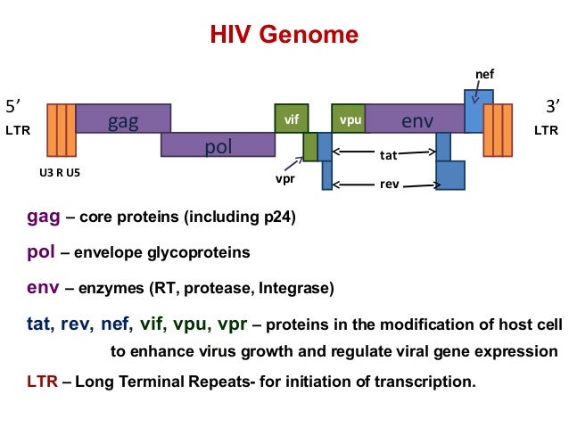 HIV genome structure