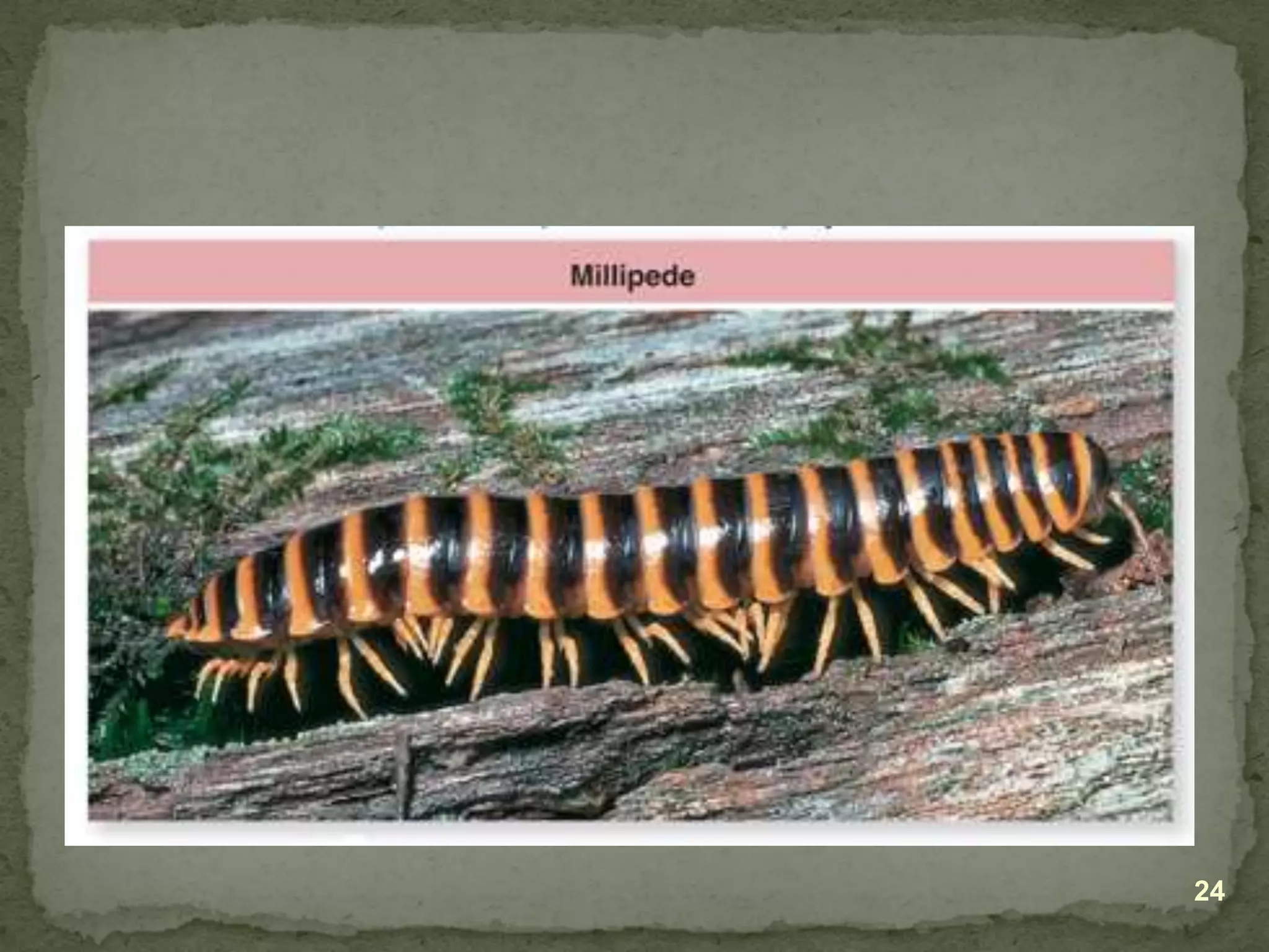 Lecture on arthropods and echinoderms.ppt