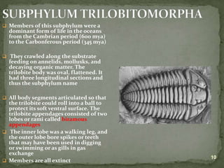 Lecture on arthropods and echinoderms.ppt
