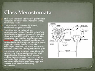 Lecture on arthropods and echinoderms.ppt