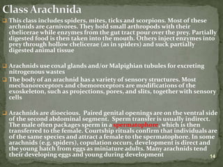 Lecture on arthropods and echinoderms.ppt
