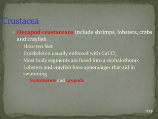 Lecture on arthropods and echinoderms.ppt