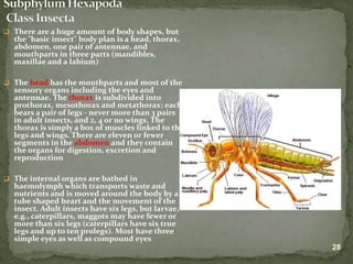 Lecture on arthropods and echinoderms.ppt