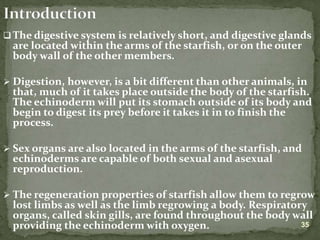 Lecture on arthropods and echinoderms.ppt