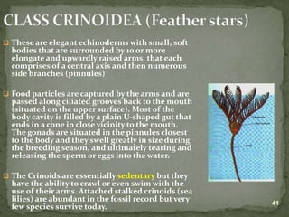 Lecture on arthropods and echinoderms.ppt
