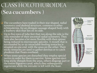 Lecture on arthropods and echinoderms.ppt