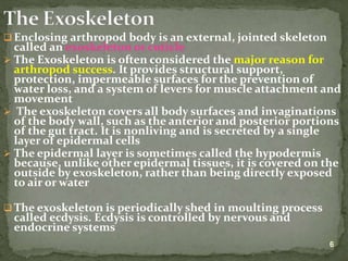 Lecture on arthropods and echinoderms.ppt