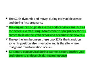  The SCJ is dynamic and moves during early adolescence
and during first pregnancy
 The original SCJ originates in the endocervical canal but as
the cervix everts during adolescence or pregnancy the SCJ
comes to lie on the ecto cervix and becomes the new SCJ.
 The epithelium between these two SCJ is the transition
zone ,its position also is variable and is the site where
malignant transformation occurs.
 TZ is more ectocervical during women's reproductive year
and return to endocervix during menopause
 