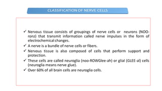 ✓ Nervous tissue consists of groupings of nerve cells or neurons (NOO-
ronz) that transmit information called nerve impulses in the form of
electrochemical changes.
✓ A nerve is a bundle of nerve cells or fibers.
✓ Nervous tissue is also composed of cells that perform support and
protection.
✓ These cells are called neuroglia (noo-ROWGlee-ah) or glial (GLEE-al) cells
(neuroglia means nerve glue).
✓ Over 60% of all brain cells are neuroglia cells.
 
