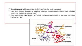 ✓ Oligodendroglia(all-ih-gohDEN-droh-GLEE-ah) look like small astrocytes.
✓ They also provide support by forming semirigid connective-like tissue rows between
neurons in the brain and spinal cord.
✓ They produce the fatty myelin ( MY-eh-lin) sheath on the neurons of the brain and spinal
cord of the CNS
 