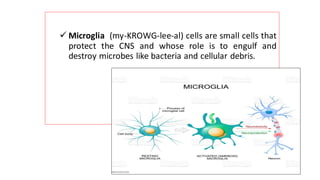 ✓ Microglia (my-KROWG-lee-al) cells are small cells that
protect the CNS and whose role is to engulf and
destroy microbes like bacteria and cellular debris.
 
