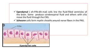 ✓ Ependymal ( eh-PIN-dih-mal) cells line the fluid-filled ventricles of
the brain. Some produce cerebrospinal fluid and others with cilia
move the fluid through the CNS.
✓ Schwann cells form myelin sheaths around nerve fibers in the PNS.
 