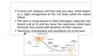 ✓ A nerve cell, however, will have only one axon, which begins
as a slight enlargement of the cell body called the axonal
hillock.
✓ The axon is a long process or fiber that begins singly but may
branch and at its end has many fine extensions called axon
terminals that contact with dendrites of other neurons.
✓ Numerous mitochondria and neurofibrils are in the axon.
 
