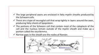 ✓ The large peripheral axons are enclosed in fatty myelin sheaths produced by
the Schwann cells.
✓ These are a type of neuroglial cell that wrap tightly in layers around the axon,
producing fatty sheets of lipoprotein.
✓ The portions of the Schwann cell that contain most of the cytoplasm of the
cell and the nucleus remain outside of the myelin sheath and make up a
portion called the neurilemma.
✓ Narrow gaps in the sheath are the nodes of Ranvier.
 