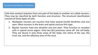 Cells that conduct impulses from one part of the body to another are called neurons.
They may be classified by both function and structure. The structural classification
consistsof three types of cells.
1. Multipolar neurons are neurons that have several (multi) dendrites and one
axon. Most neurons in the brain and spinal cord are this type.
2. Bipolar neurons have one dendrite and one axon. They function as receptor
cells in special sense organs. Only two (bi) processes come off the cell body.
They are found in only three areas of the body: the retina of the eye, the
inner ear, and the olfactory area of the nose
Structural Classification of Neurons
 