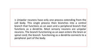 3. Unipolar neurons have only one process extending from the
cell body. This single process then branches into a central
branch that functions as an axon and a peripheral branch that
functions as a dendrite. Most sensory neurons are unipolar
neurons. The branch functioning as an axon enters the brain or
spinal cord; the branch functioning as a dendrite connects to a
peripheral part of the body.
 