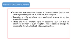 ✓ Nerve cells pick up various changes in the environment (stimuli such
as changes in temperature or pressure) from receptors.
✓ Receptors are the peripheral nerve endings of sensory nerves that
respond to stimuli.
✓ There are many different types of receptors. Our skin has an
enormous number of such receptors. These receptors change the
energy of a stimulus, like heat, into nerve impulses.
Functional Classification of Neurons
 