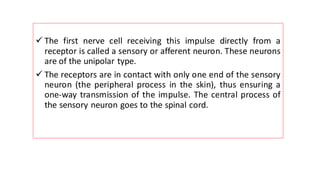 ✓ The first nerve cell receiving this impulse directly from a
receptor is called a sensory or afferent neuron. These neurons
are of the unipolar type.
✓ The receptors are in contact with only one end of the sensory
neuron (the peripheral process in the skin), thus ensuring a
one-way transmission of the impulse. The central process of
the sensory neuron goes to the spinal cord.
 
