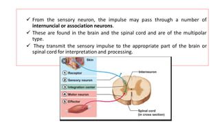✓ From the sensory neuron, the impulse may pass through a number of
internuncial or association neurons.
✓ These are found in the brain and the spinal cord and are of the multipolar
type.
✓ They transmit the sensory impulse to the appropriate part of the brain or
spinal cord for interpretation and processing.
 