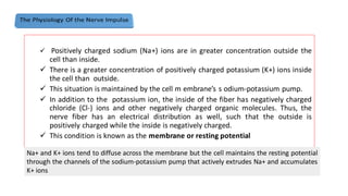 ✓ Positively charged sodium (Na+) ions are in greater concentration outside the
cell than inside.
✓ There is a greater concentration of positively charged potassium (K+) ions inside
the cell than outside.
✓ This situation is maintained by the cell m embrane’s s odium-potassium pump.
✓ In addition to the potassium ion, the inside of the fiber has negatively charged
chloride (Cl-) ions and other negatively charged organic molecules. Thus, the
nerve fiber has an electrical distribution as well, such that the outside is
positively charged while the inside is negatively charged.
✓ This condition is known as the membrane or resting potential
Na+ and K+ ions tend to diffuse across the membrane but the cell maintains the resting potential
through the channels of the sodium-potassium pump that actively extrudes Na+ and accumulates
K+ ions
 