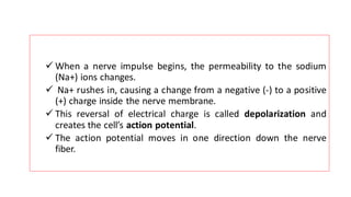 ✓ When a nerve impulse begins, the permeability to the sodium
(Na+) ions changes.
✓ Na+ rushes in, causing a change from a negative (-) to a positive
(+) charge inside the nerve membrane.
✓ This reversal of electrical charge is called depolarization and
creates the cell’s action potential.
✓ The action potential moves in one direction down the nerve
fiber.
 