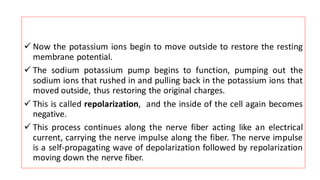 ✓ Now the potassium ions begin to move outside to restore the resting
membrane potential.
✓ The sodium potassium pump begins to function, pumping out the
sodium ions that rushed in and pulling back in the potassium ions that
moved outside, thus restoring the original charges.
✓ This is called repolarization, and the inside of the cell again becomes
negative.
✓ This process continues along the nerve fiber acting like an electrical
current, carrying the nerve impulse along the fiber. The nerve impulse
is a self-propagating wave of depolarization followed by repolarization
moving down the nerve fiber.
 
