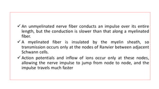 ✓ An unmyelinated nerve fiber conducts an impulse over its entire
length, but the conduction is slower than that along a myelinated
fiber.
✓ A myelinated fiber is insulated by the myelin sheath, so
transmission occurs only at the nodes of Ranvier between adjacent
Schwann cells.
✓ Action potentials and inflow of ions occur only at these nodes,
allowing the nerve impulse to jump from node to node, and the
impulse travels much faster
 