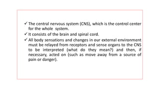 ✓ The central nervous system (CNS), which is the control center
for the whole system.
✓ It consists of the brain and spinal cord.
✓ All body sensations and changes in our external environment
must be relayed from receptors and sense organs to the CNS
to be interpreted (what do they mean?) and then, if
necessary, acted on (such as move away from a source of
pain or danger).
 