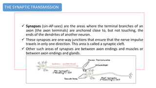 ✓ Synapses (sin-AP-seez) are the areas where the terminal branches of an
axon (the axon terminals) are anchored close to, but not touching, the
ends of the dendrites of another neuron.
✓ These synapses are one-way junctions that ensure that the nerve impulse
travels in only one direction. This area is called a synaptic cleft.
✓ Other such areas of synapses are between axon endings and muscles or
between axon endings and glands.
THE SYNAPTIC TRANSMISSION
 