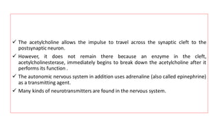 ✓ The acetylcholine allows the impulse to travel across the synaptic cleft to the
postsynaptic neuron.
✓ However, it does not remain there because an enzyme in the cleft,
acetylcholinesterase, immediately begins to break down the acetylcholine after it
performs its function .
✓ The autonomic nervous system in addition uses adrenaline (also called epinephrine)
as a transmitting agent.
✓ Many kinds of neurotransmitters are found in the nervous system.
 