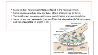 ✓ Many kinds of neurotransmitters are found in the nervous system.
✓ Some neurons produce only one type; others produce two or three.
✓ The best known neurotransmitters are acetylcholine and norepinephrine.
✓ Some others are serotonin (sayr-oh-TOH-nin), dopamine (DOH-pah-meen),
and the endorphins (in-DOHR-fi nz).
 