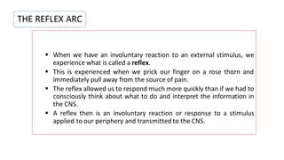 ▪ When we have an involuntary reaction to an external stimulus, we
experience what is called a reflex.
▪ This is experienced when we prick our finger on a rose thorn and
immediately pull away from the source of pain.
▪ The reflex allowed us to respond much more quickly than if we had to
consciously think about what to do and interpret the information in
the CNS.
▪ A reflex then is an involuntary reaction or response to a stimulus
applied to our periphery and transmitted to the CNS.
THE REFLEX ARC
 