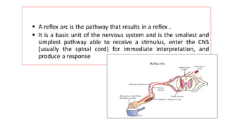 ▪ A reflex arc is the pathway that results in a reflex .
▪ It is a basic unit of the nervous system and is the smallest and
simplest pathway able to receive a stimulus, enter the CNS
(usually the spinal cord) for immediate interpretation, and
produce a response
 