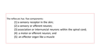 The reflex arc has five components:
(1) a sensory receptor in the skin;
(2) a sensory or afferent neuron;
(3) association or internuncial neurons within the spinal cord;
(4) a motor or efferent neuron; and
(5) an effector organ like a muscle
 