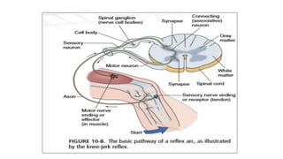 Nervous systems central nervous system and