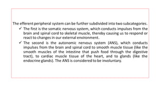 The efferent peripheral system can be further subdivided into two subcategories.
✓ The first is the somatic nervous system, which conducts impulses from the
brain and spinal cord to skeletal muscle, thereby causing us to respond or
react to changes in our external environment.
✓ The second is the autonomic nervous system (ANS), which conducts
impulses from the brain and spinal cord to smooth muscle tissue (like the
smooth muscles of the intestine that push food through the digestive
tract), to cardiac muscle tissue of the heart, and to glands (like the
endocrine glands). The ANS is considered to be involuntary.
 